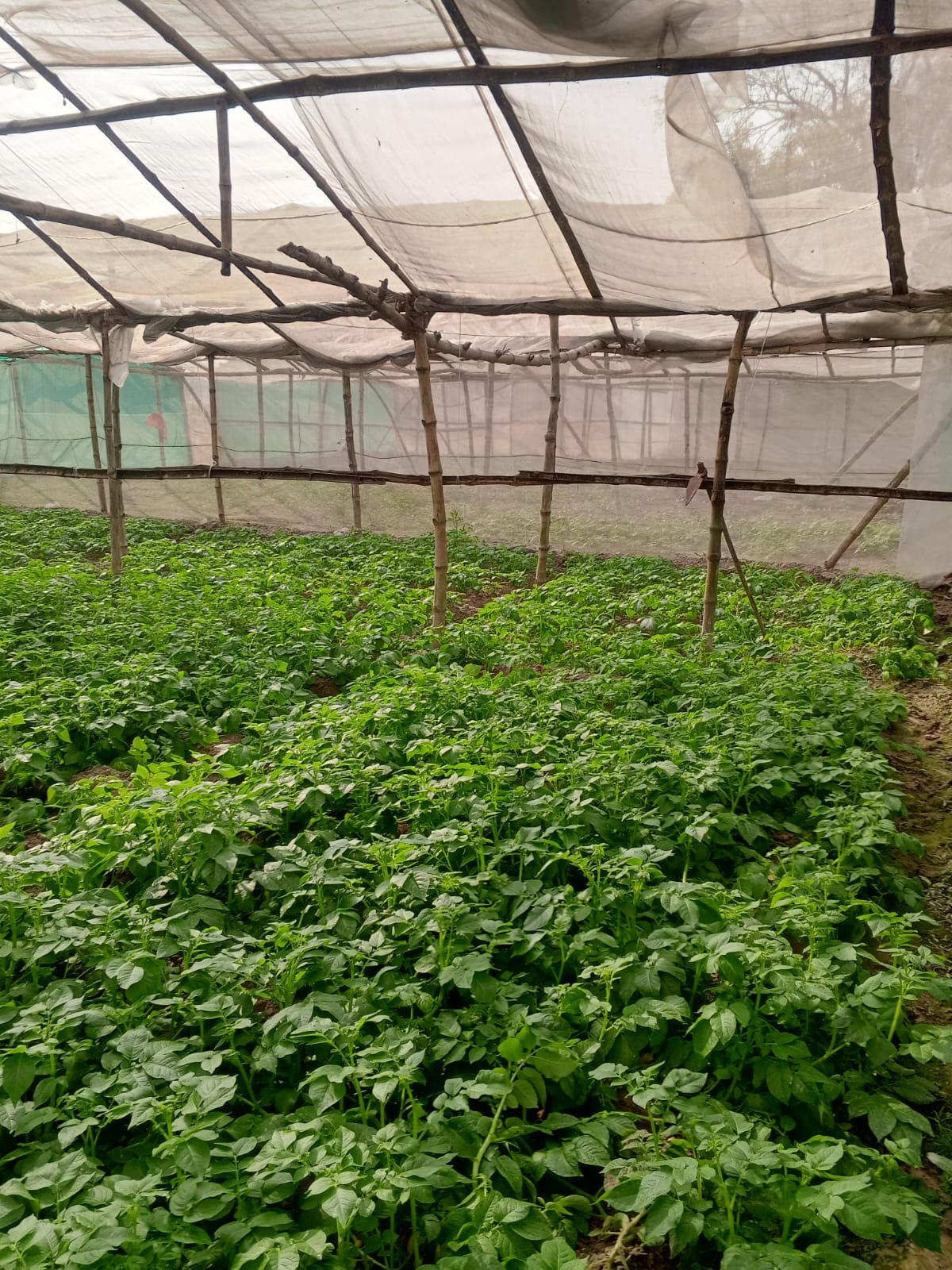 Crop Produce