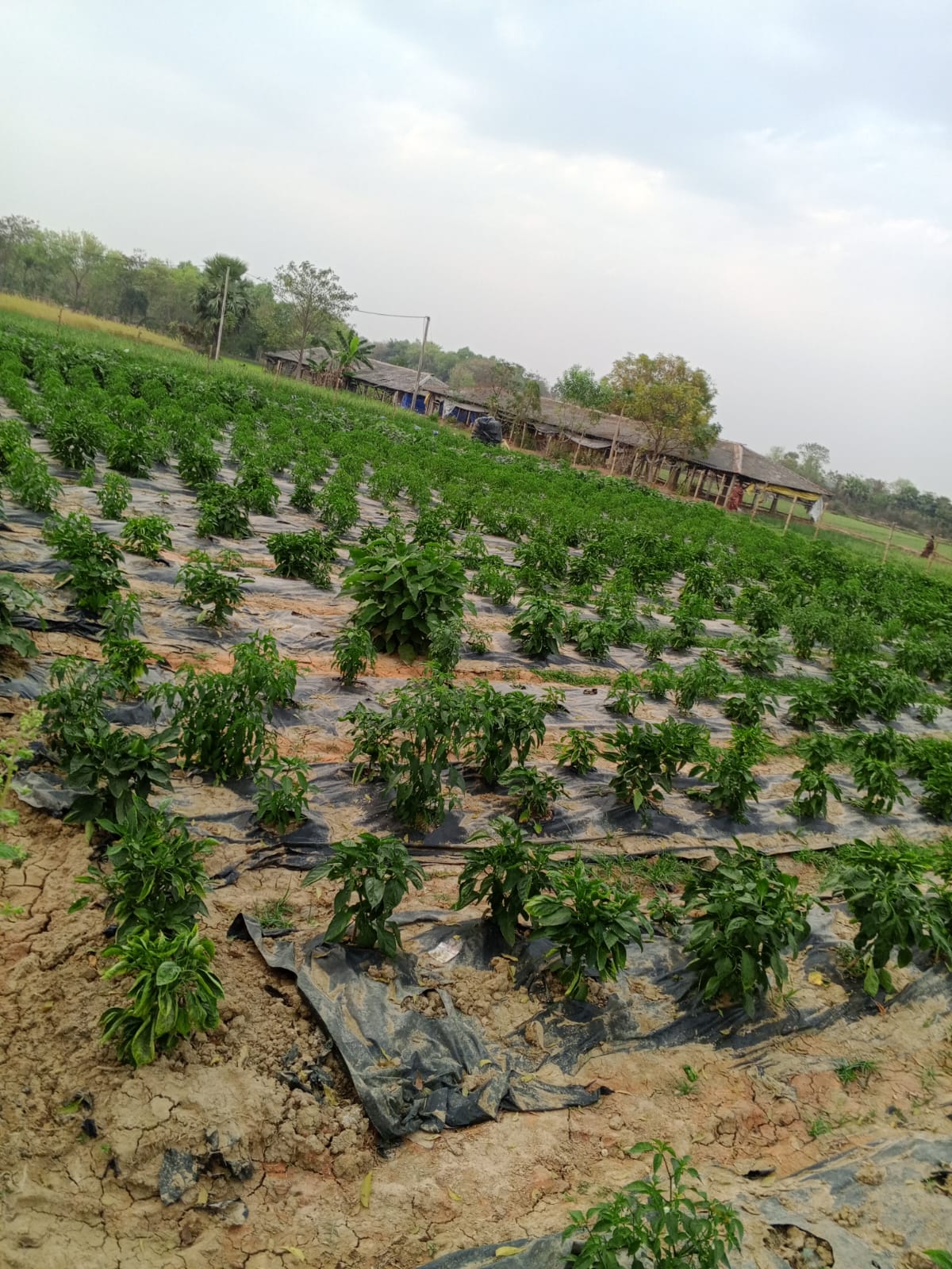 Crop Protection