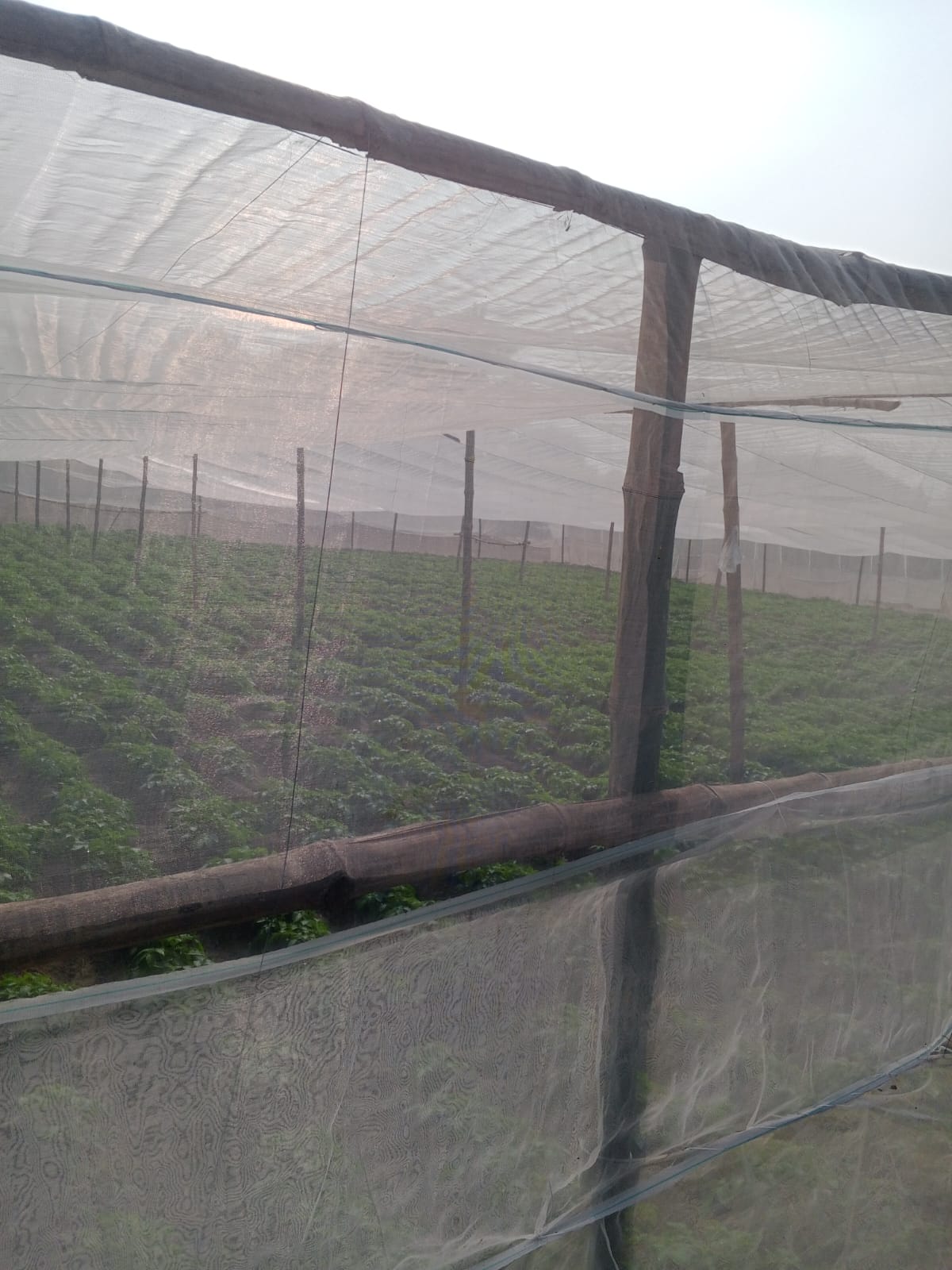 Field Work